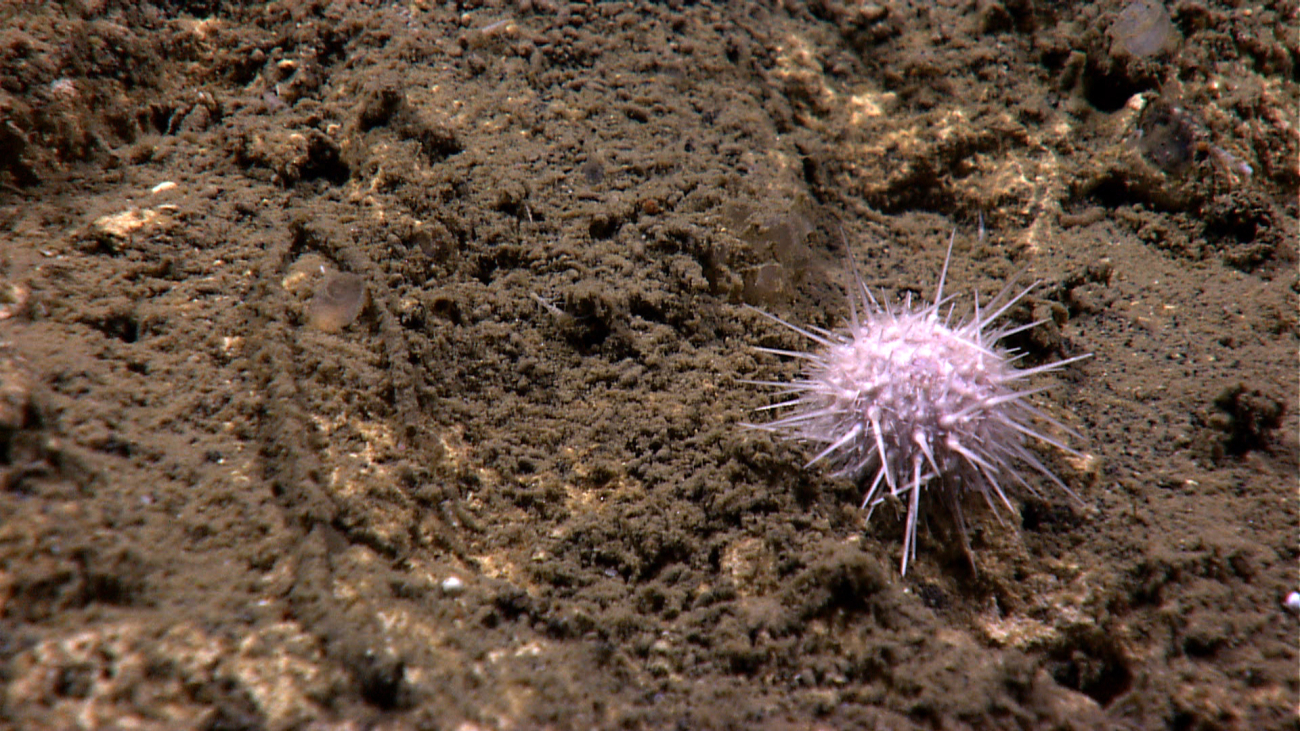 A white spherical sea urchin
