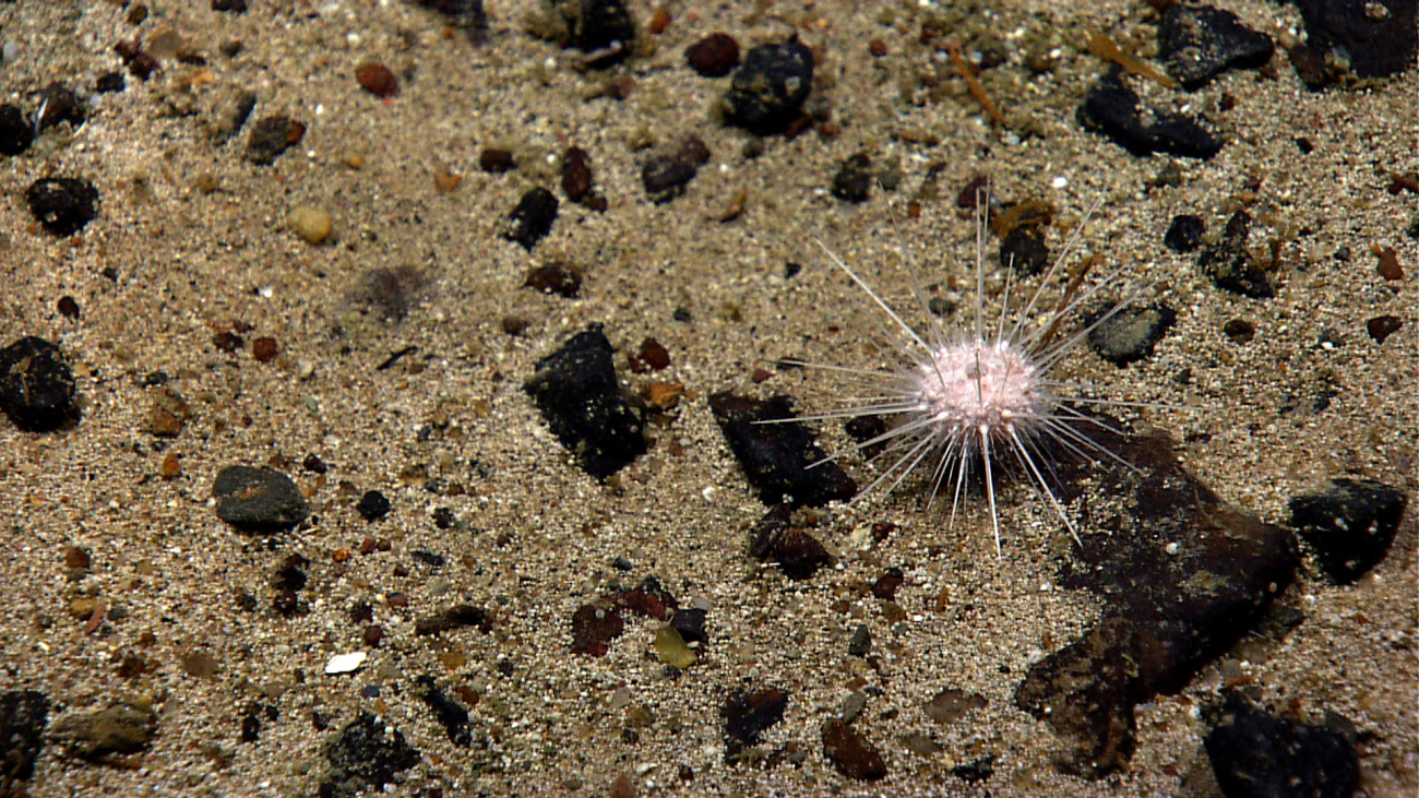 A white spherical sea urchin on a sand and pebble substrate