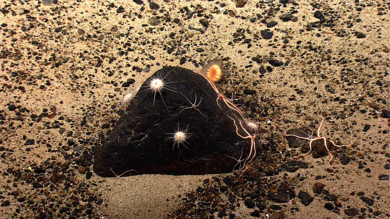 A black boulder with white sea urchins, small grayish black brittle stars, andlarger pinkish brittle stars with red central disk