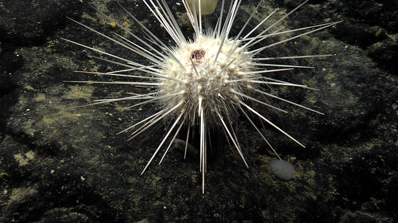 A white sea urchin on a black boulder