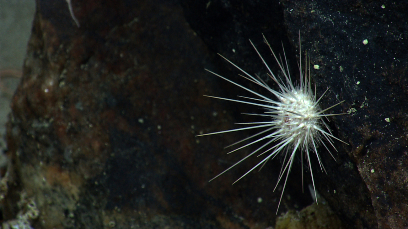 A white sea urchin on a vertical rock face