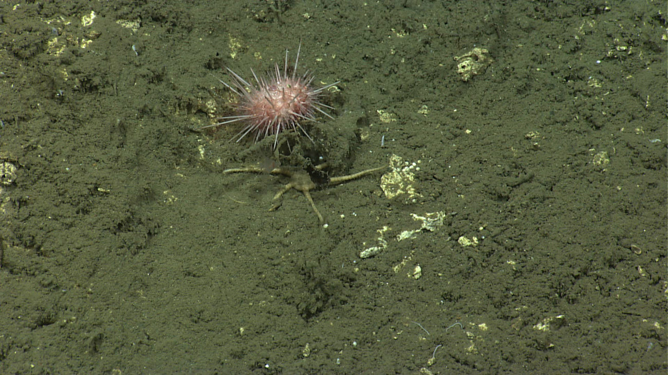 A pinkish white urchin and a moderately sized white brittle star