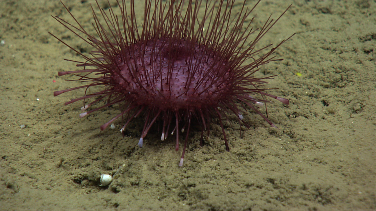 A purple pancake urchin (Hygrosoma petersi) with no apparent commensalspecies living within spines
