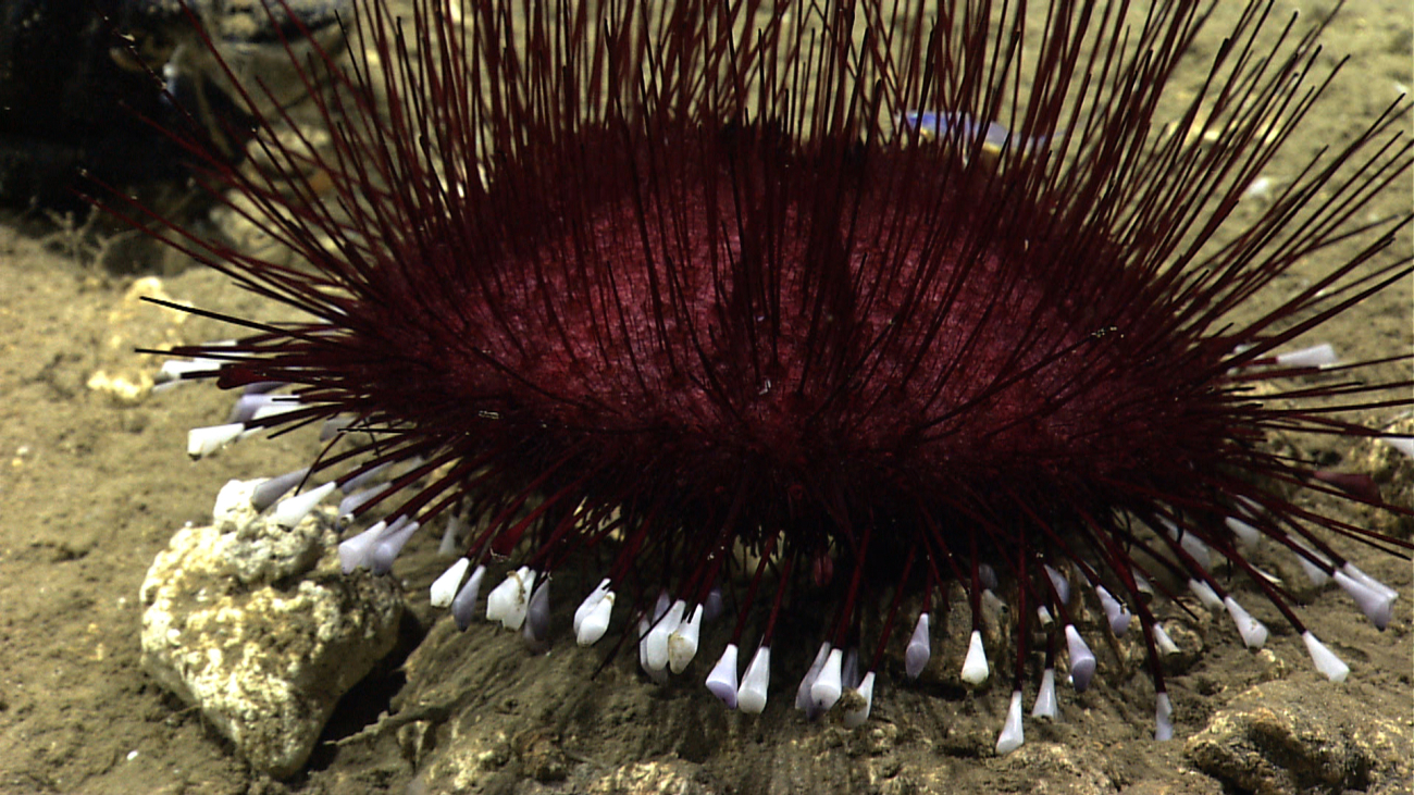 A purple pancake urchin (Hygrosoma petersi) with scale worm in spines (lavendershiny creature at top of image