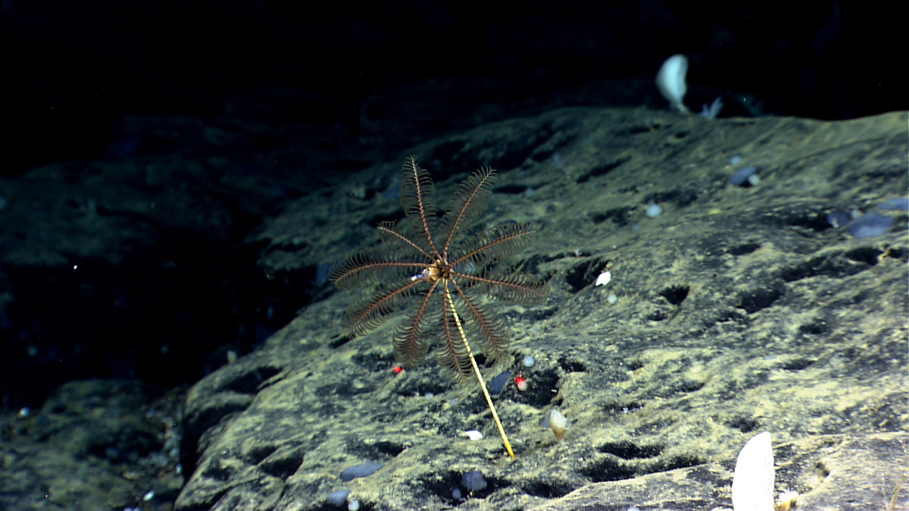 A black sea lily stalked crinoid on  a rock surface with numerous small sponges