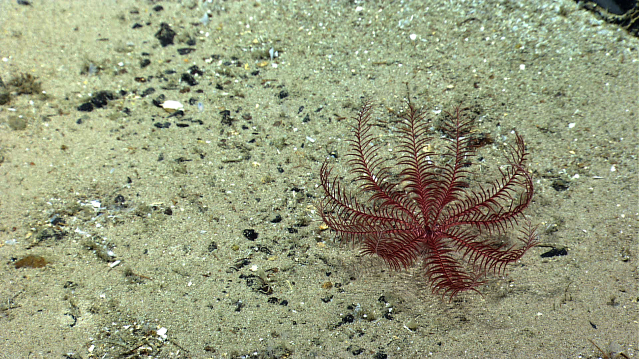 A reddish-purple feather star crinoid on a sand and pebble substrate