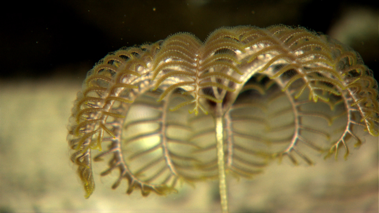 Arms and pinnules of a stalked sea lily crinoid