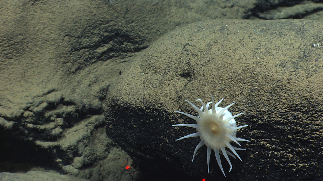 A large white anemone on a black rock surface