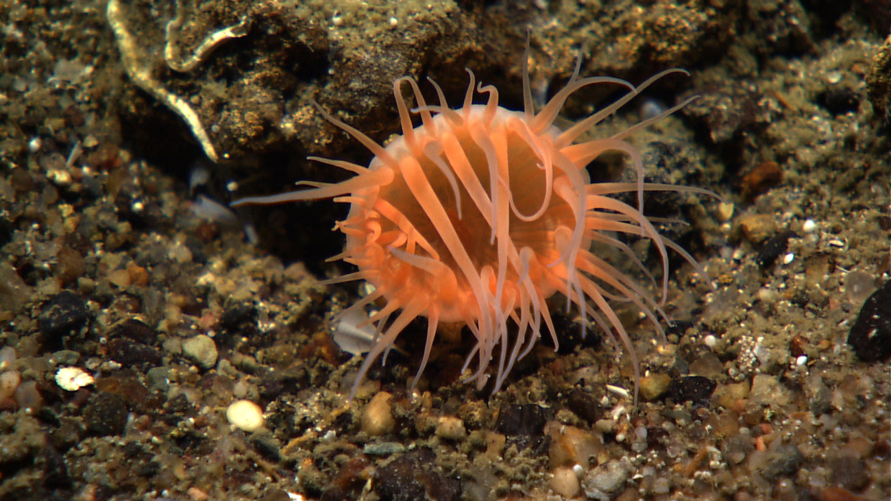 An orange anemone