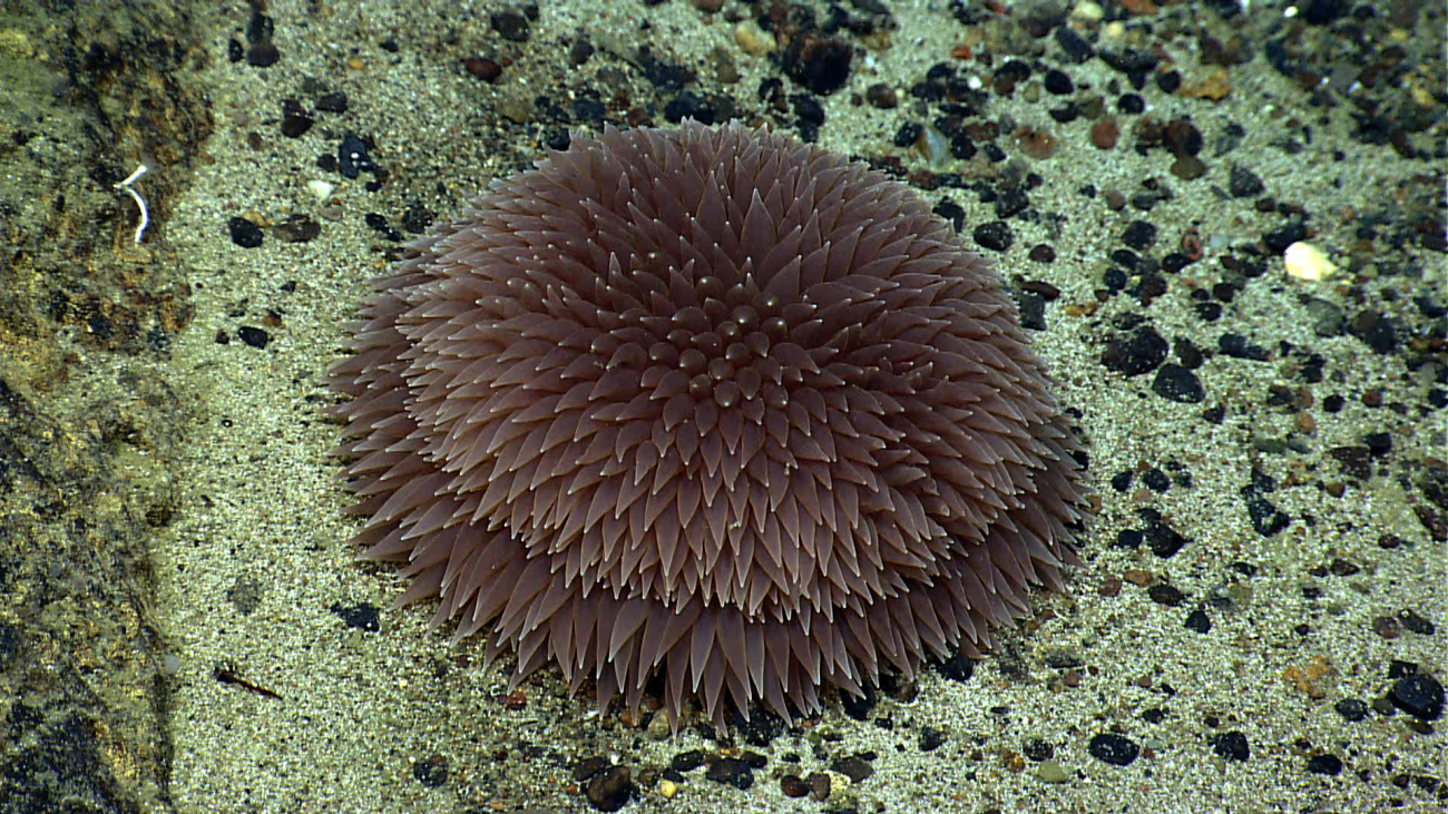 A brown pompom anemone