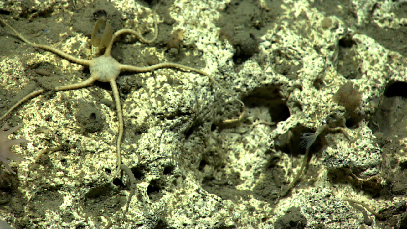 A white brittle star on a white rock surface
