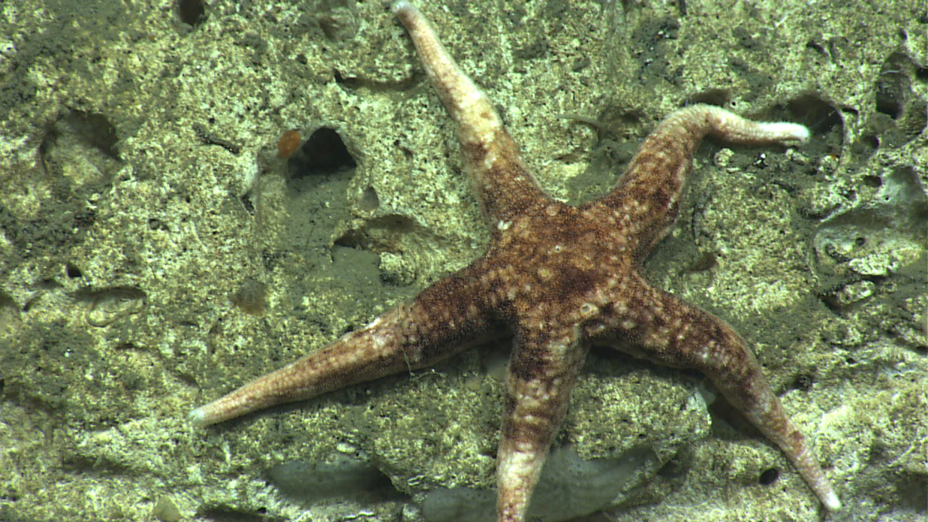 A brown and white sea star on a white rock wall -  Neomorphaster forcipatus (Stichasteridae)
