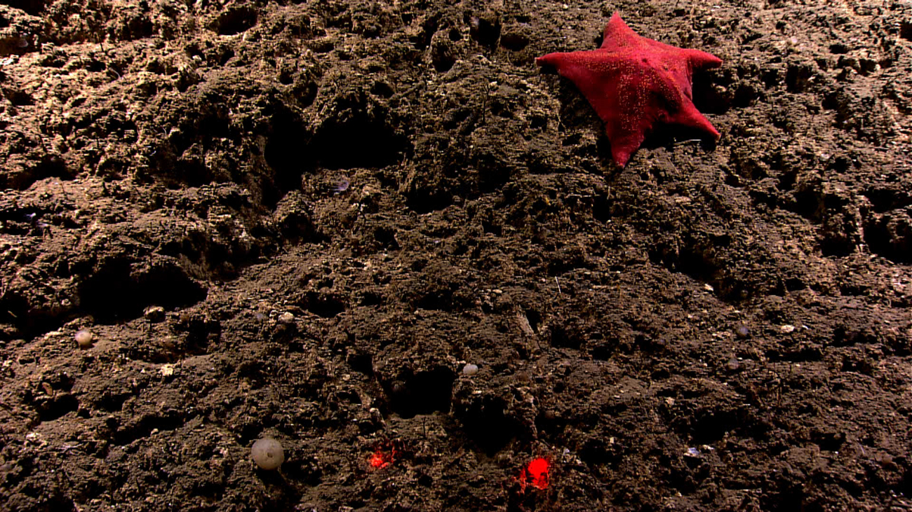 A red sea star that looks like a bat star