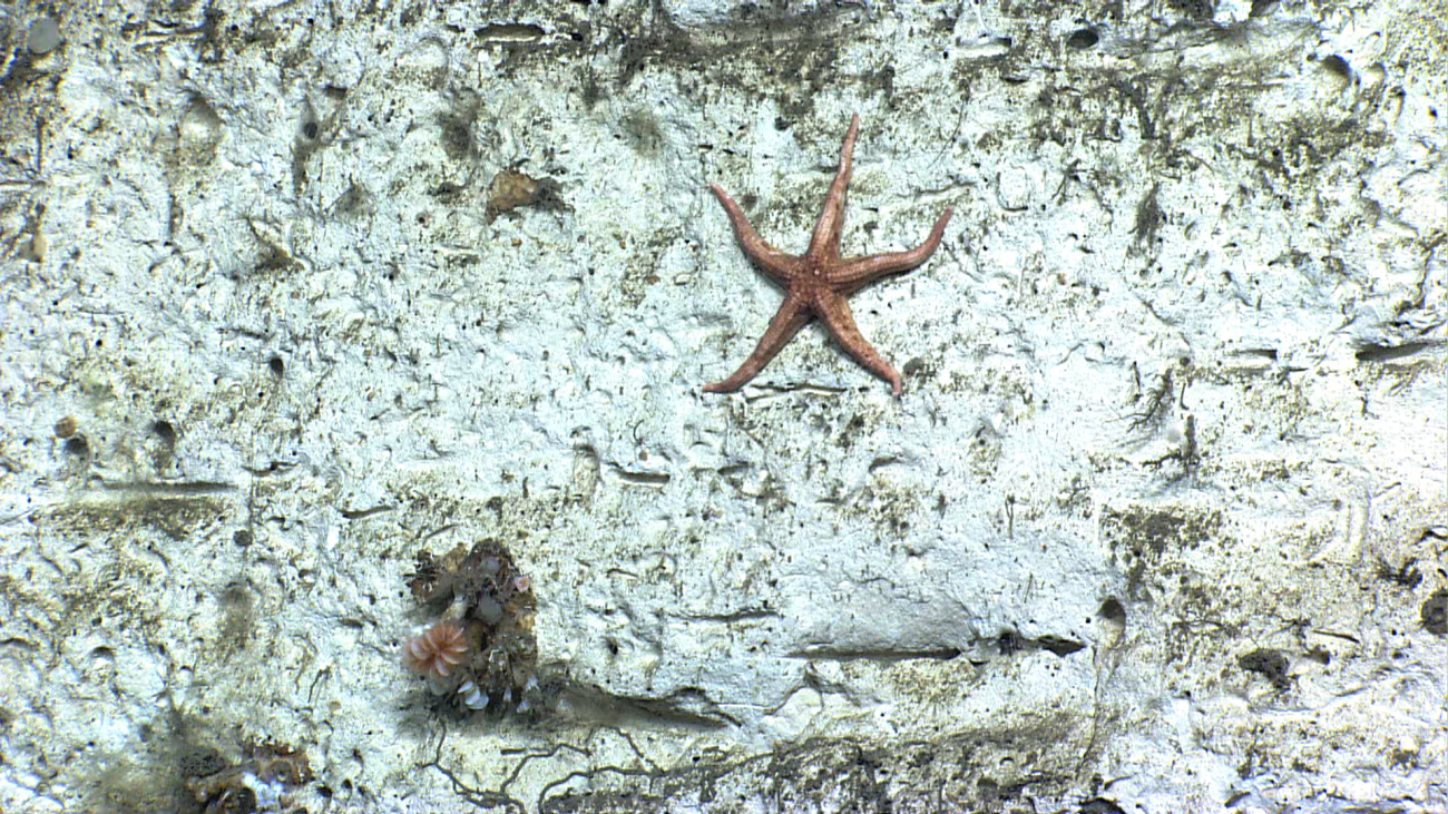 A white and brown sea star on white rock wall - Neomorphaster forcipatus(Stichasteridae)