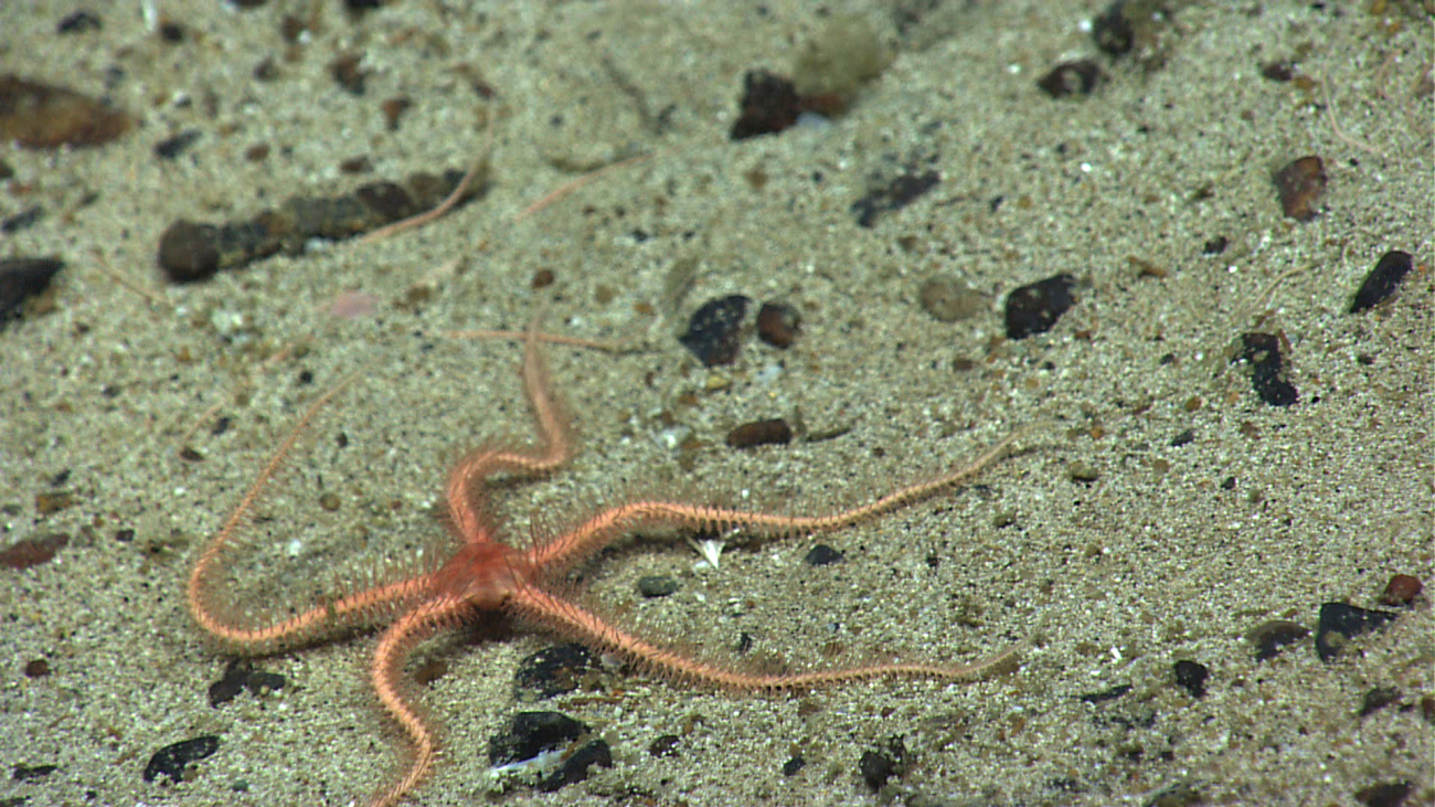 A pinkish bottom-dwelling brittle star