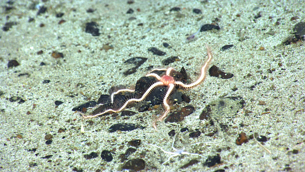 A large pink brittle star draped over a cobble