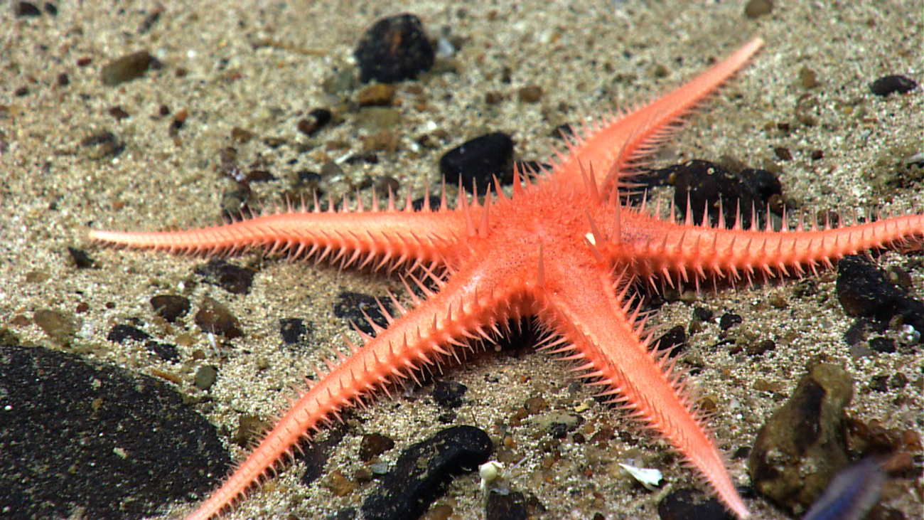 An orange sea star and a scale worm