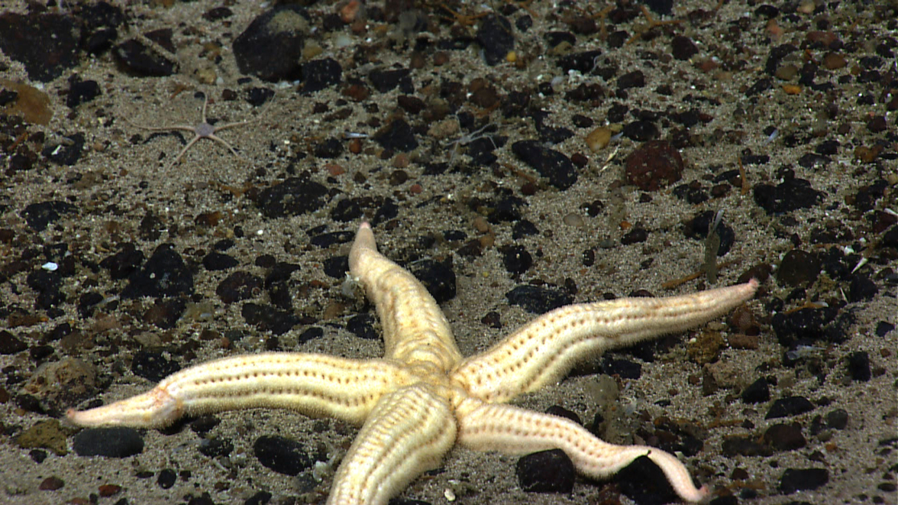A white sea star on a pebble and sand substrate - Neomorphaster forcipatus(Stichasteridae)