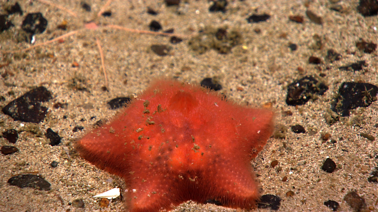 A red slime star with fuzzy upper surface appearance