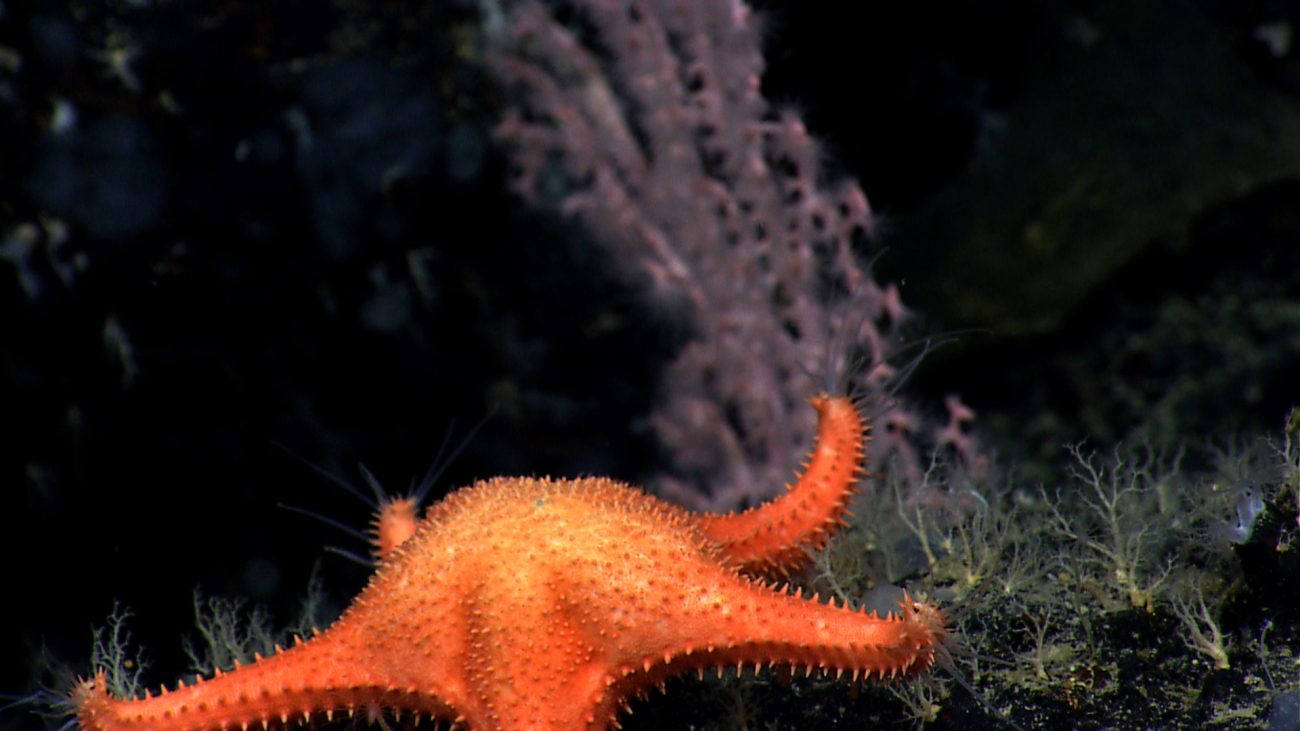 Large orange starfish