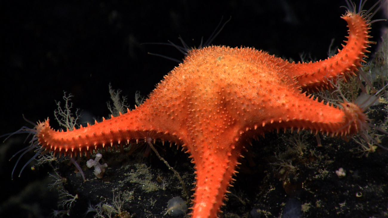 Large orange starfish