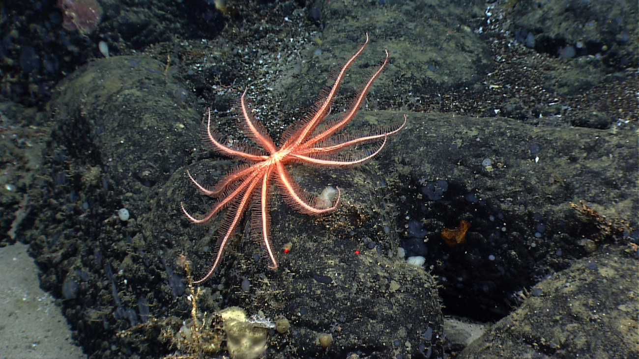 A large orange brisingid starfish