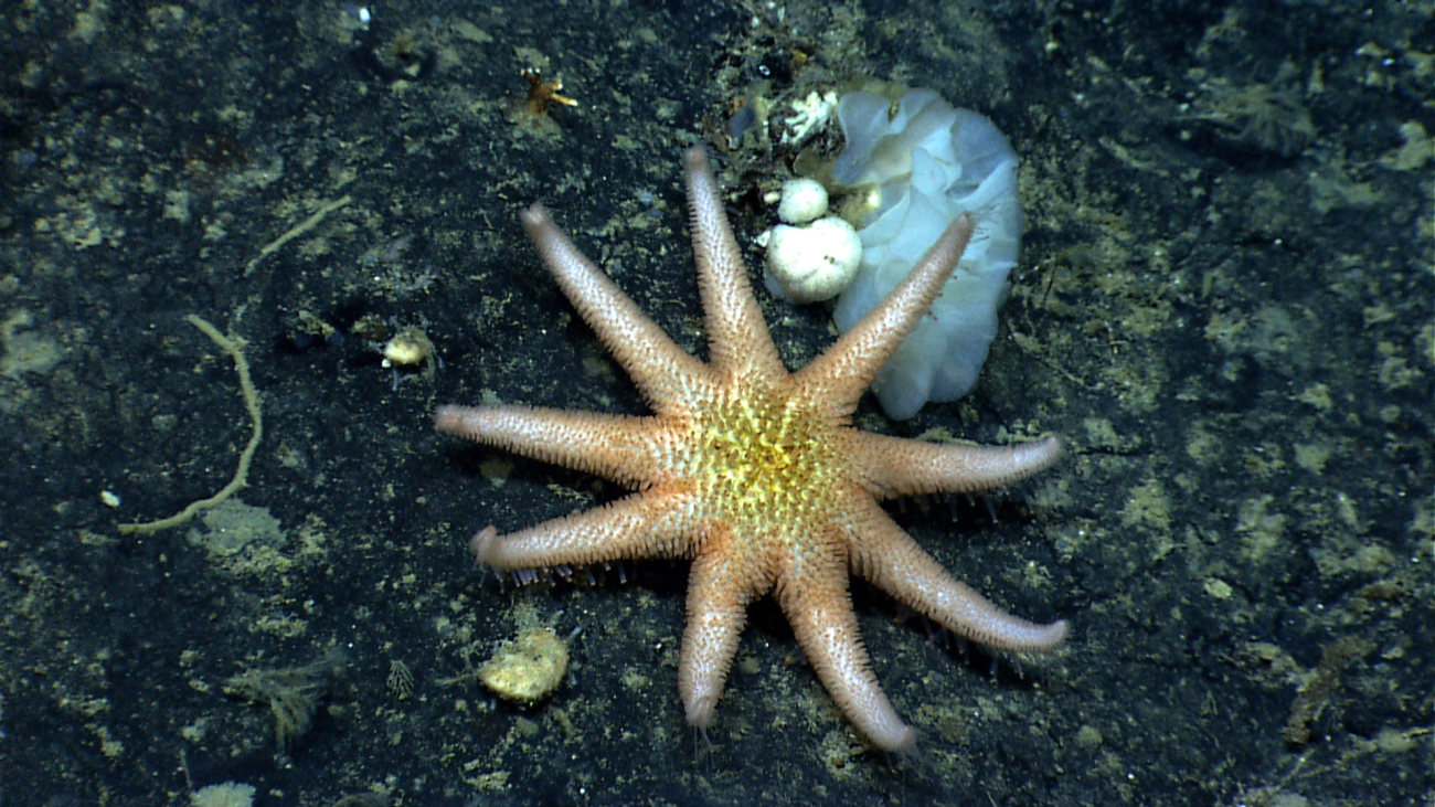 A nine-armed starfish with orange and white arms and a yellow central disk