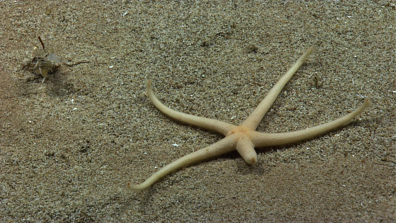 A graceful white sea star with regenerating leg