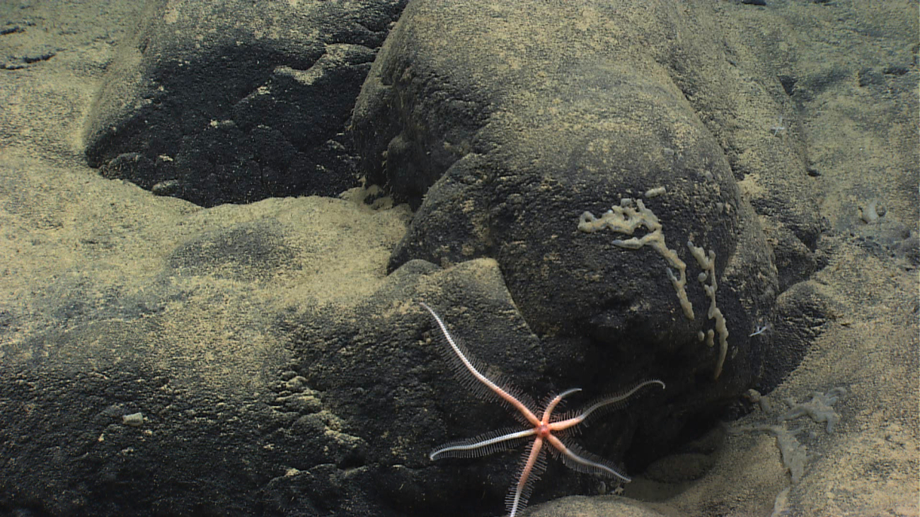 A six-armed starfish looking somewhat like a cross between a brisingid starfishand a large brittle star