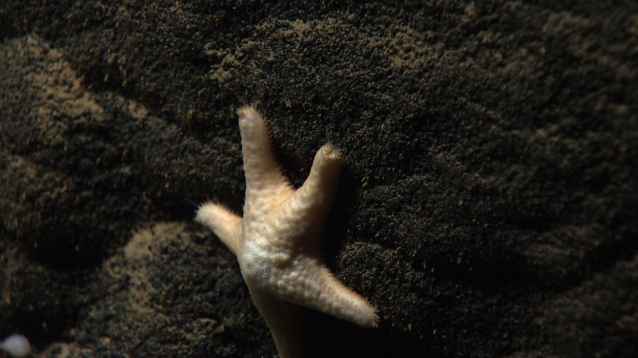 A whitish orange five-armed starfish with stubby arms