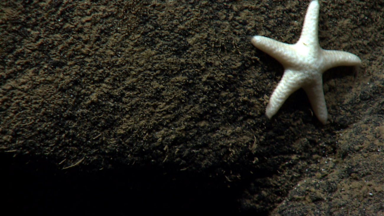 A white starfish