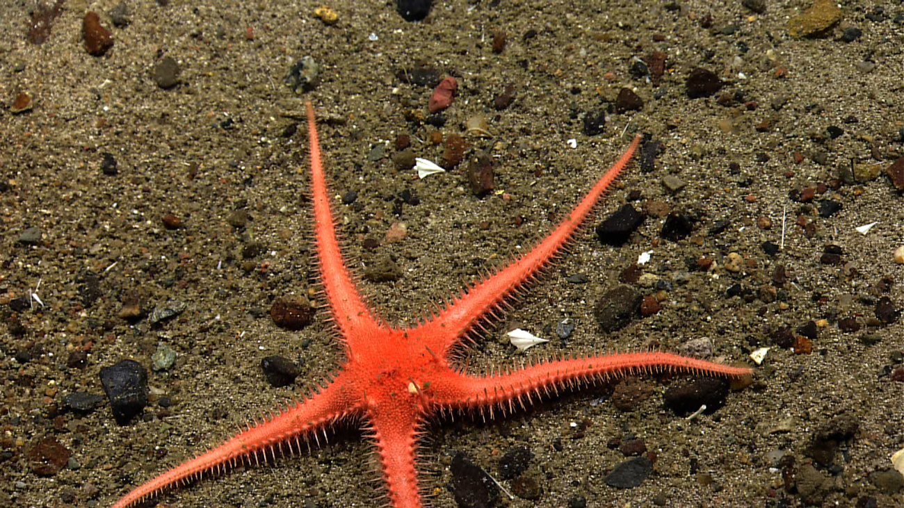 A large orange starfish with thin graceful appearing arms
