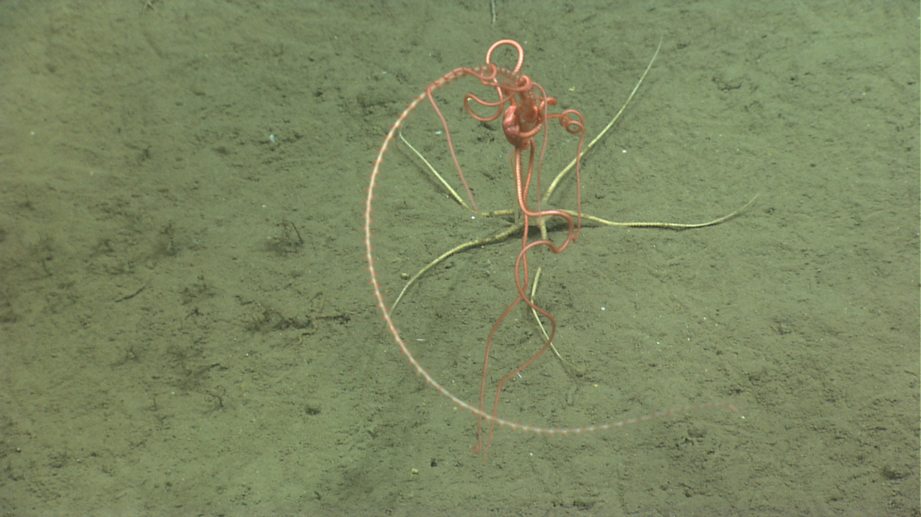 A large pink brittle star on a whip octocoral
