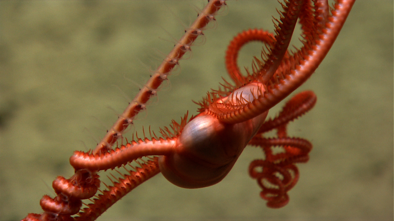 A red brittle star on a whip octocoral