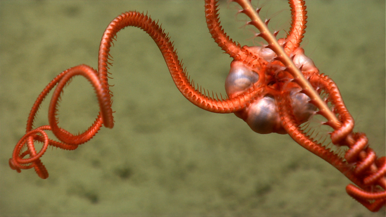 Underside of a red brittle star on a whip octocoral