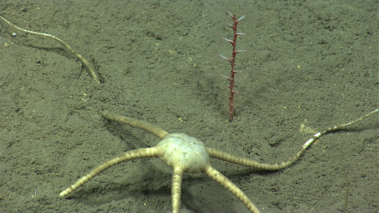 A large white brittle star doing pushups