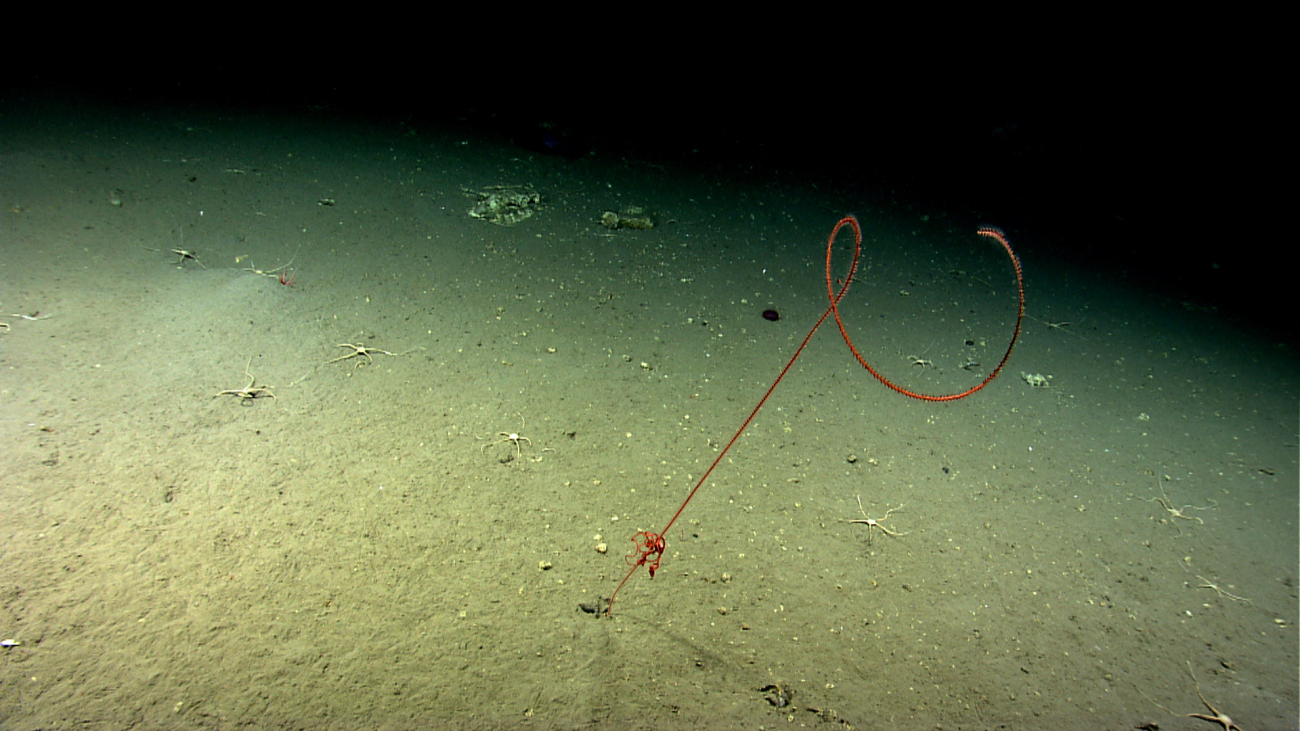 A red brittle star residing on a whip octocoral bush while white brittle starsare seen on the seafloor