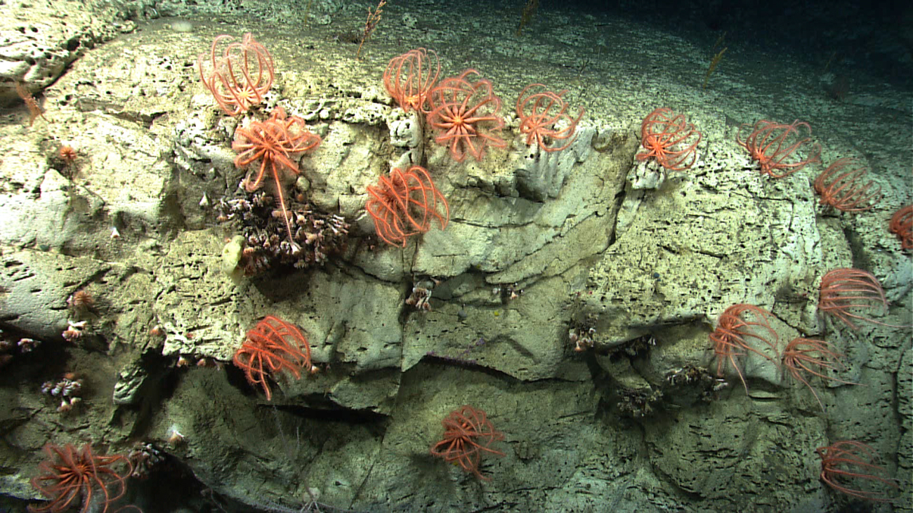 An aggregation of large brisingid starfish on a canyon wall