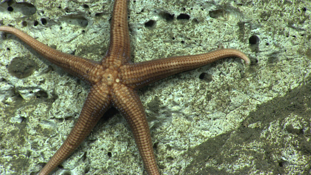 A large brownish starfish on sediment covered bottom