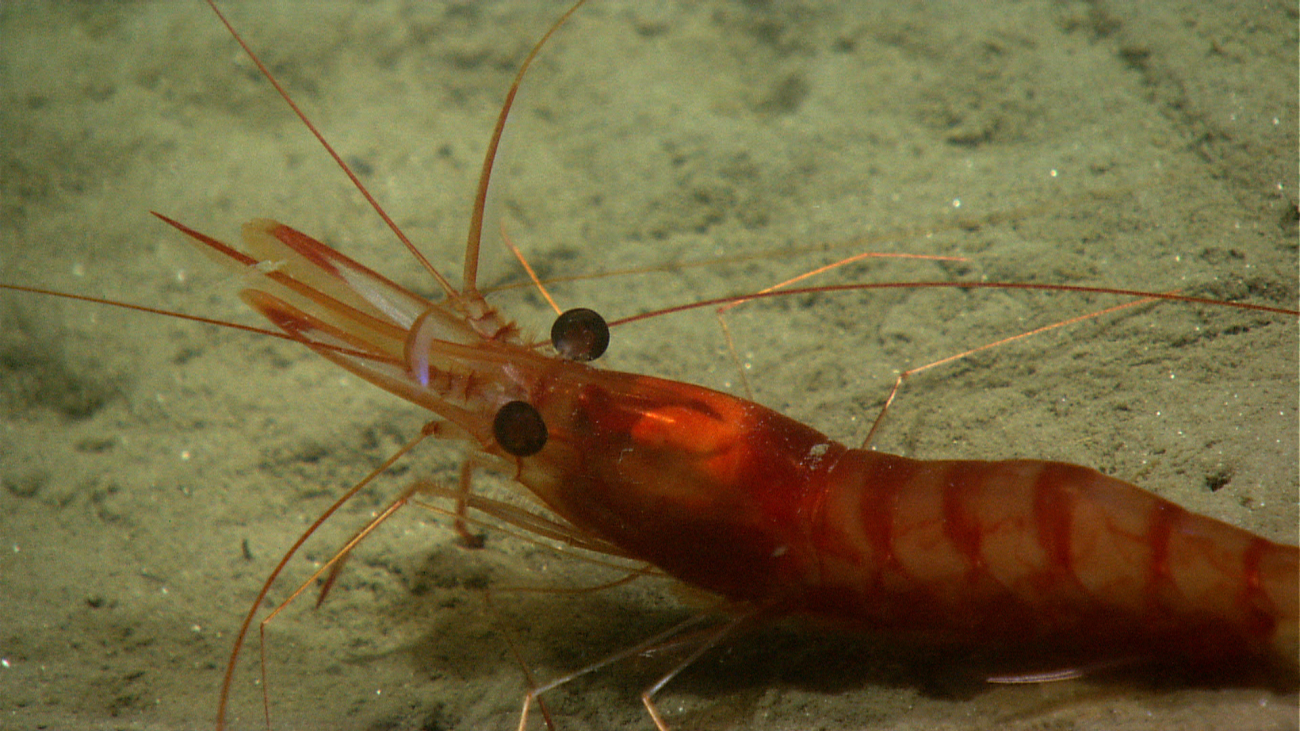 A large red shrimp with dark red bands