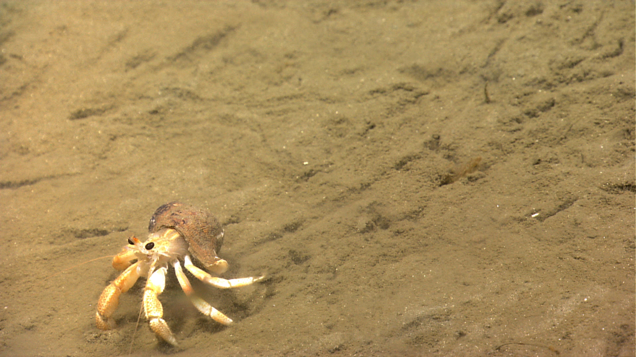 A hermit crab in a gastropod shell