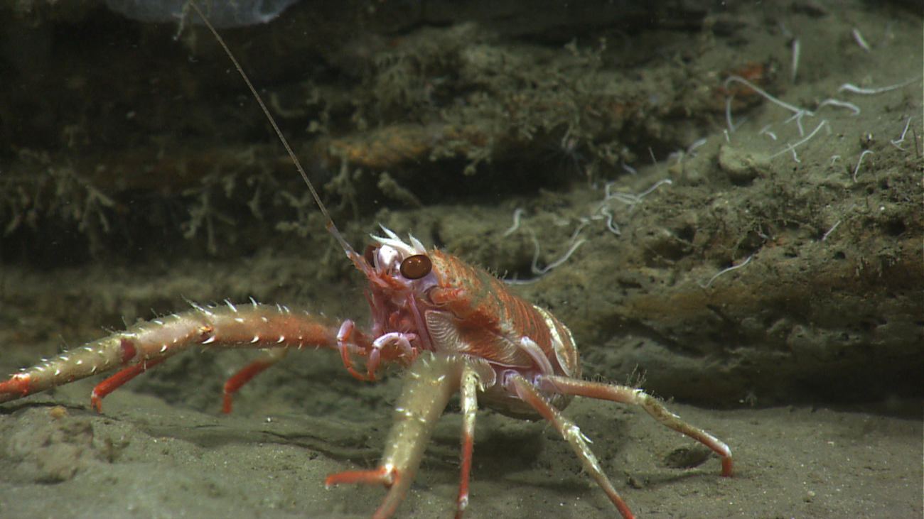 A large orange squat lobster with dirty appearing chelae