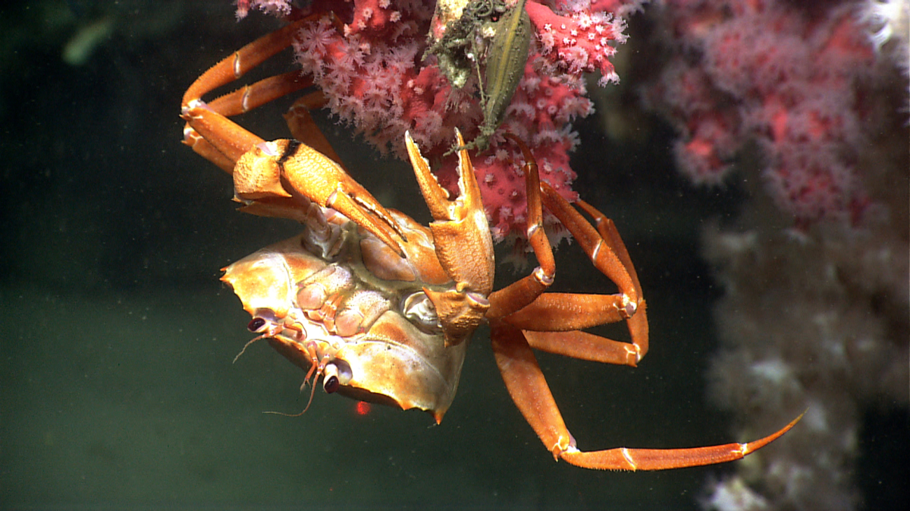A red crab (Chaceon quinquedens) adhering to a Paragorgia sp