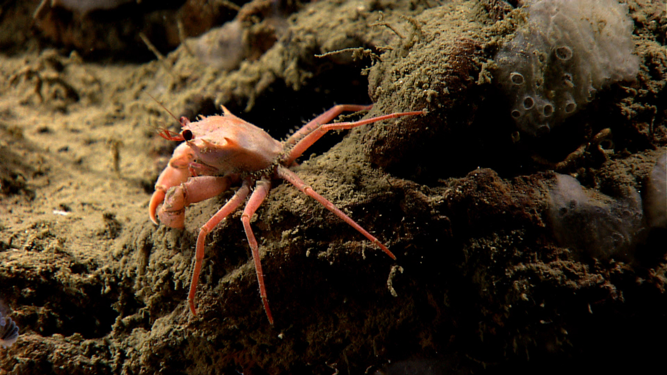 A small orange crab, perhaps a juvenile red crab