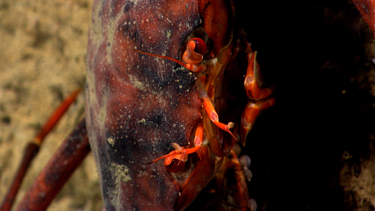 Closeup view of face area of red crab (Chaceon quinquedens) in verticalposition
