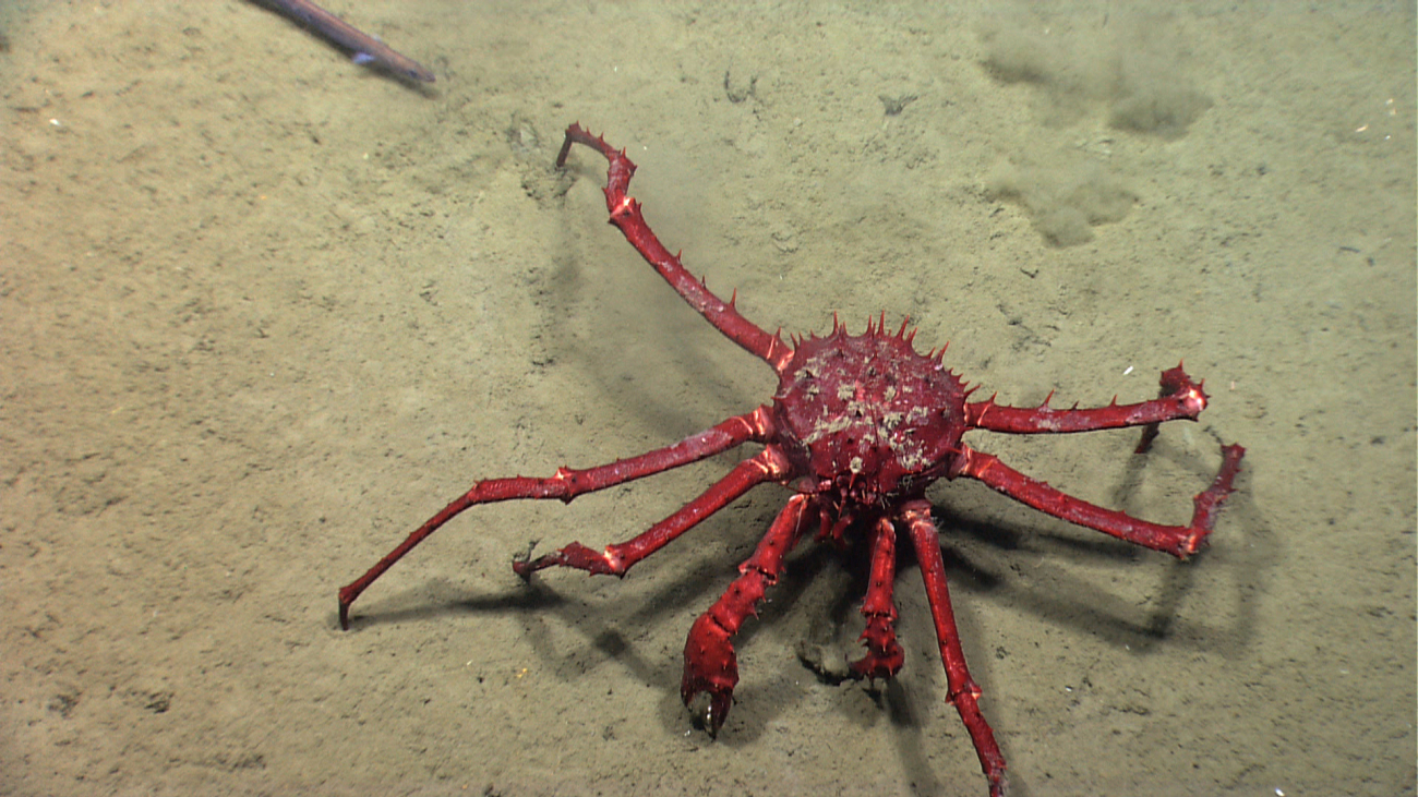 A large red lithodid crab
