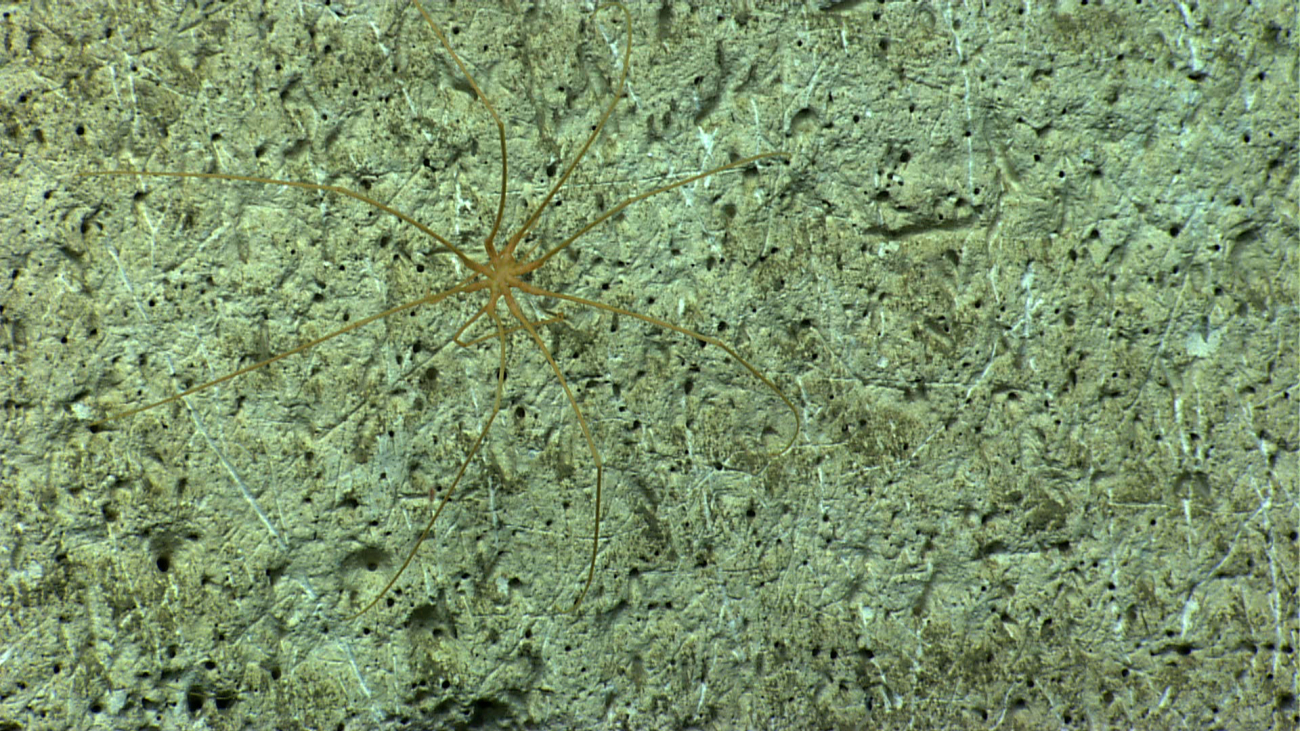 A pycnogonid crab on a canyon wall