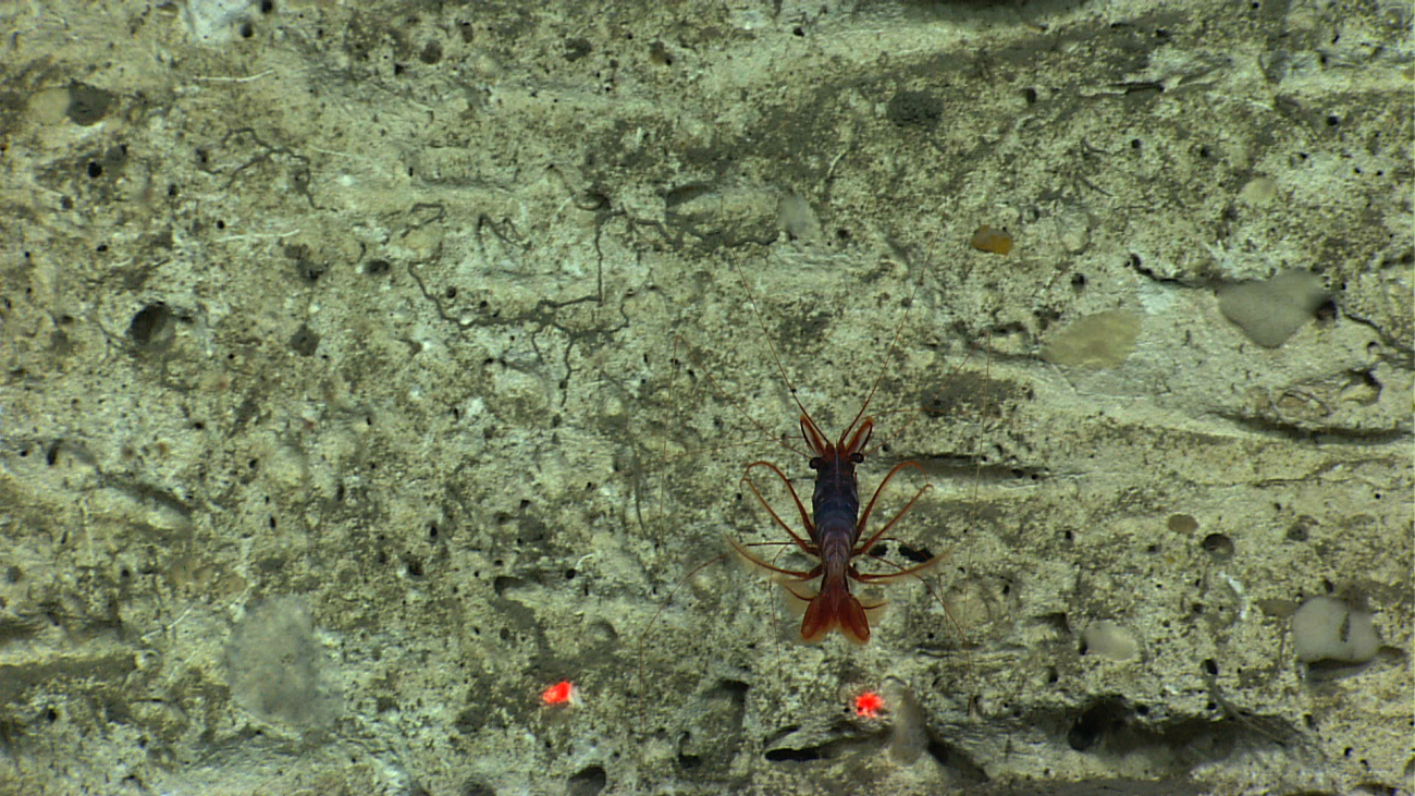 Stern view of a large red swimming shrimp next to a canyon wall