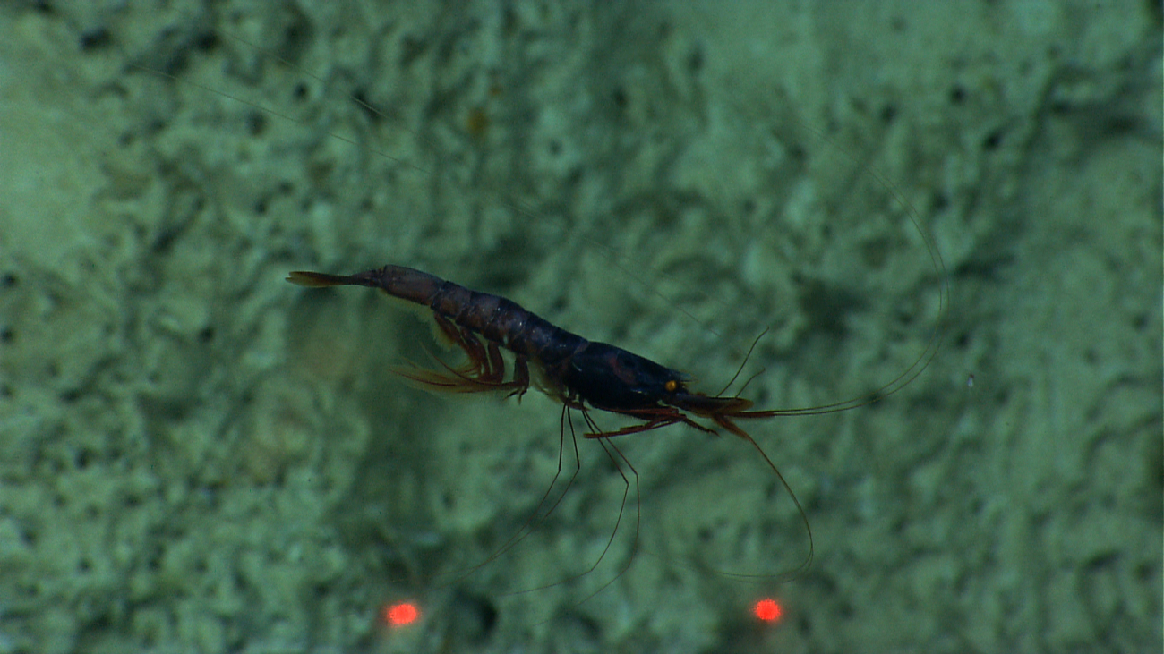 A swimming shrimp next to a canyon wall