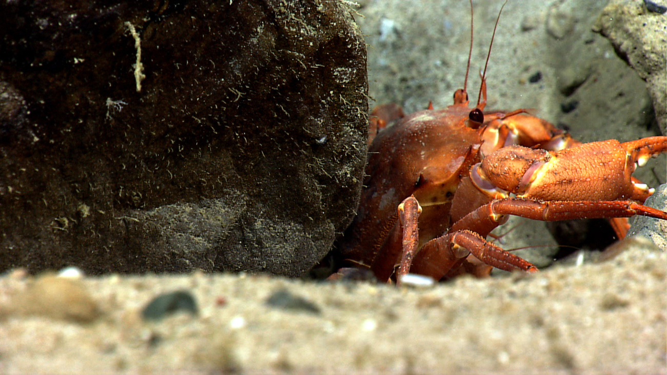 A red crab (Chaceon quinquedens) with a particularly large claw